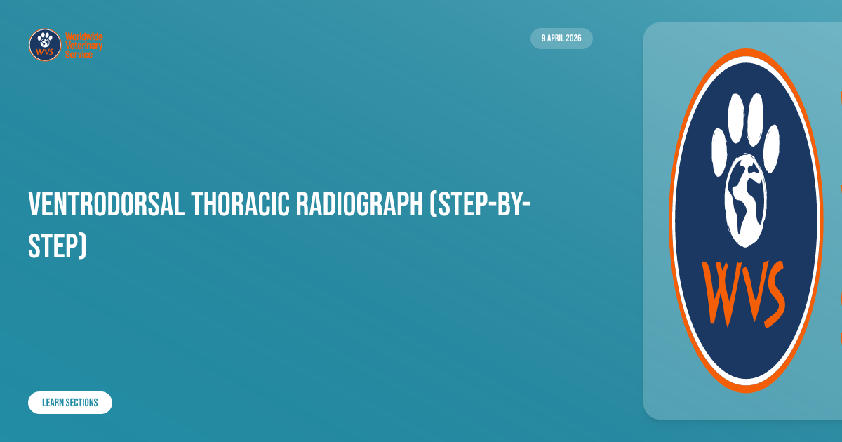 Ventrodorsal thoracic radiograph (step-by-step) | Learn | WVS Academy
