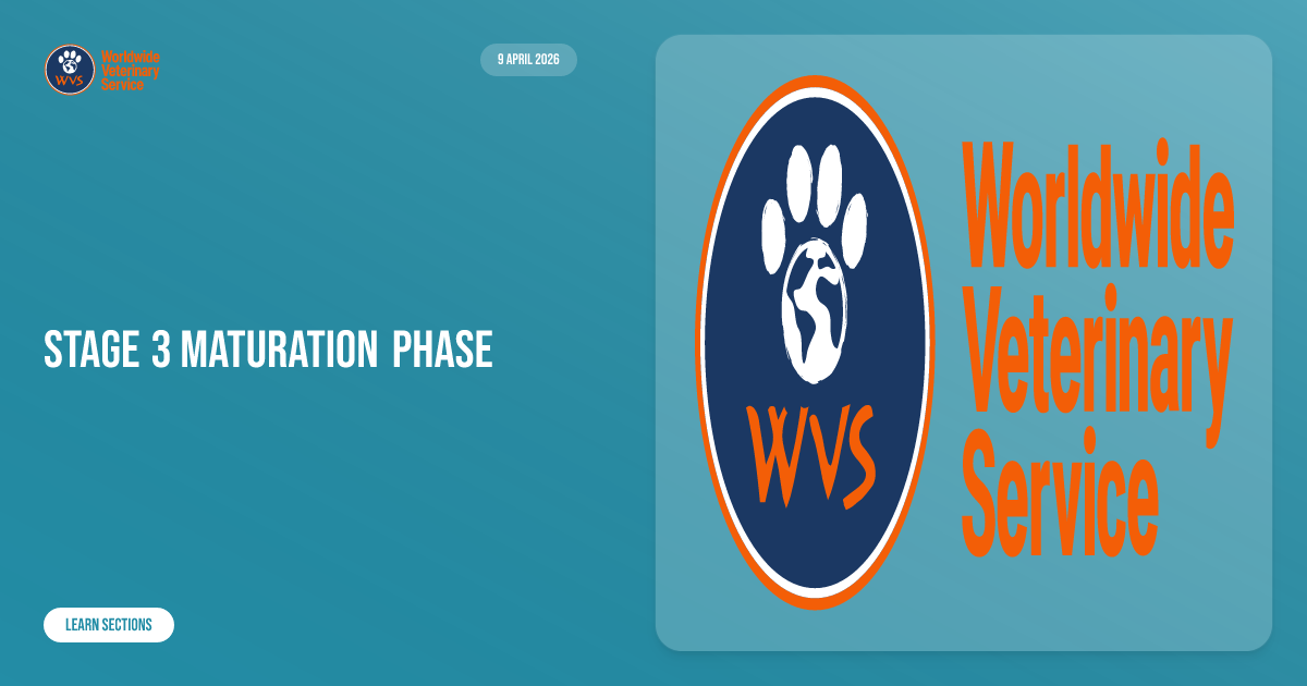 Stage 3 Maturation phase | Learn | WVS Academy