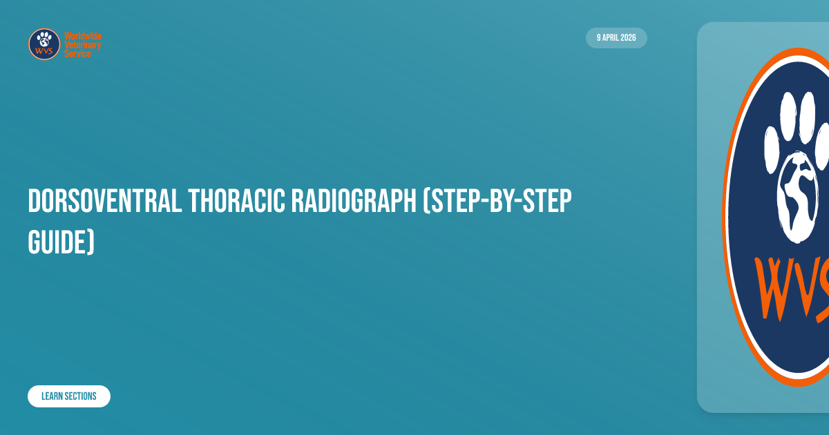 Dorsoventral thoracic radiograph (step-by-step guide) | Learn | WVS Academy