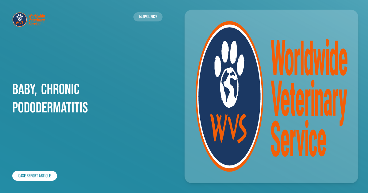 Baby, Chronic Pododermatitis | WVS Academy
