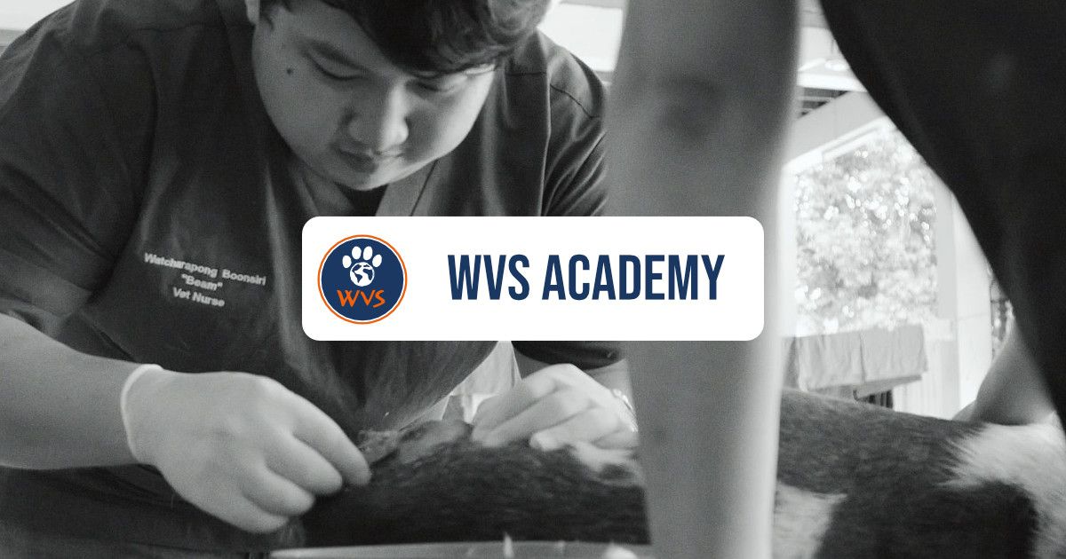 wvs.academy logo