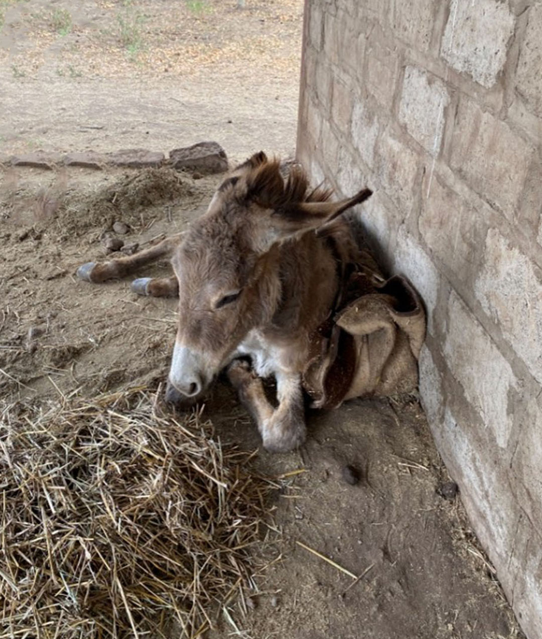 Donkey showing mild improvement after nursing care