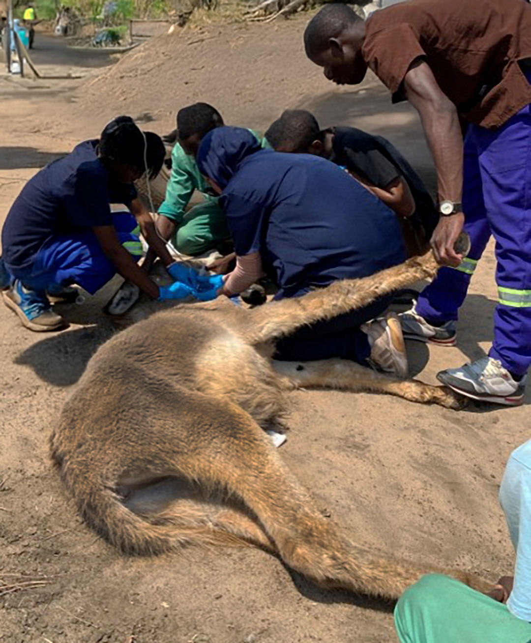 Recumbent donkey minimally responsive on a village road