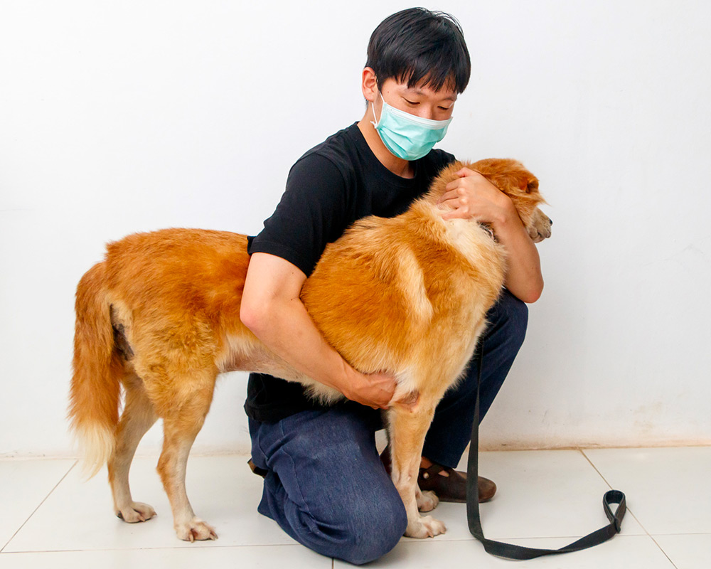 Restrain Dog