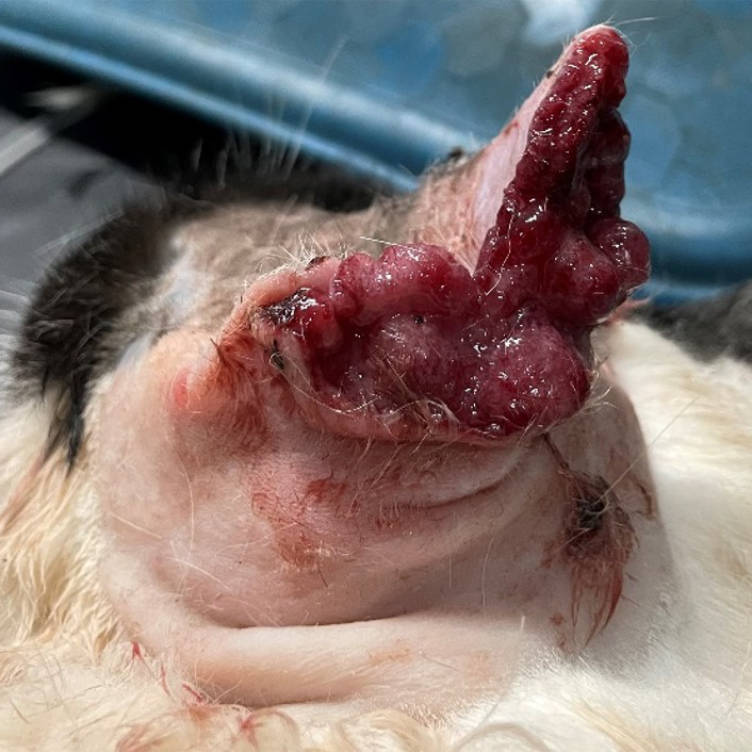 oral squamous cell carcinoma cat