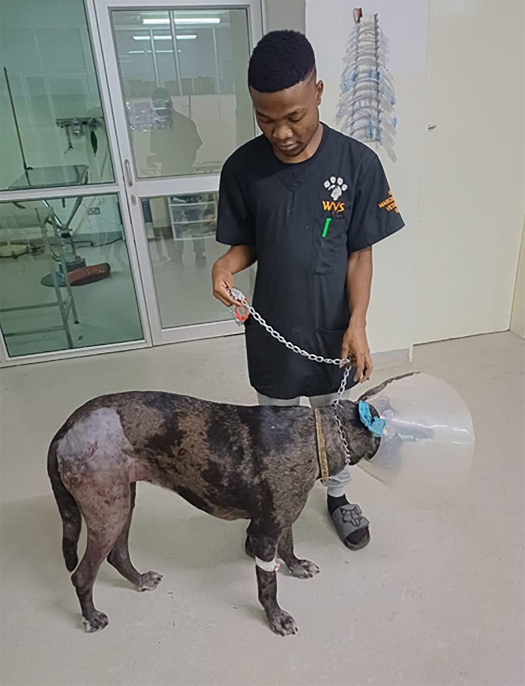 Figure 4 Putting weight on the leg soon after recovering from anaesthesia