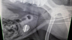 Lateral abdominal radiograph showing the presence of a 3cm x 2cm cystolith