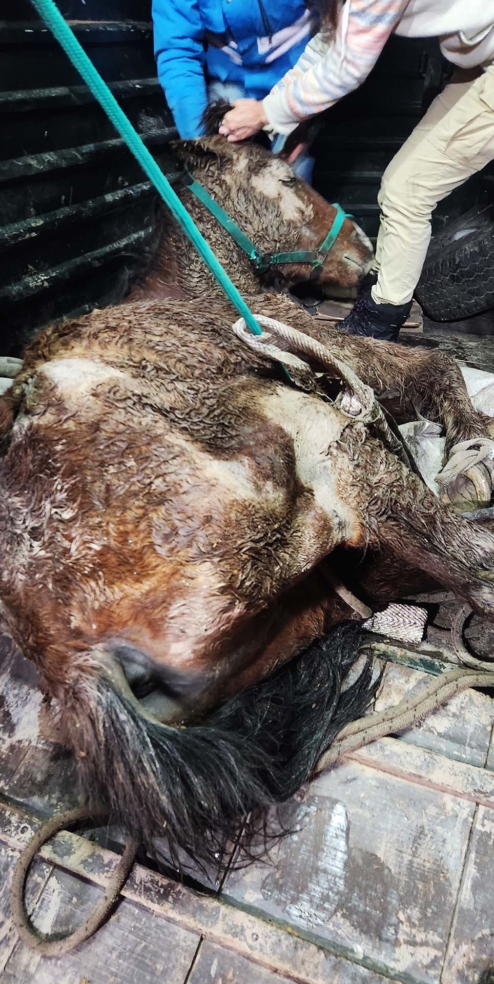 Figure 1 Ropes were used to lift Sorgo to transport him to the hospital