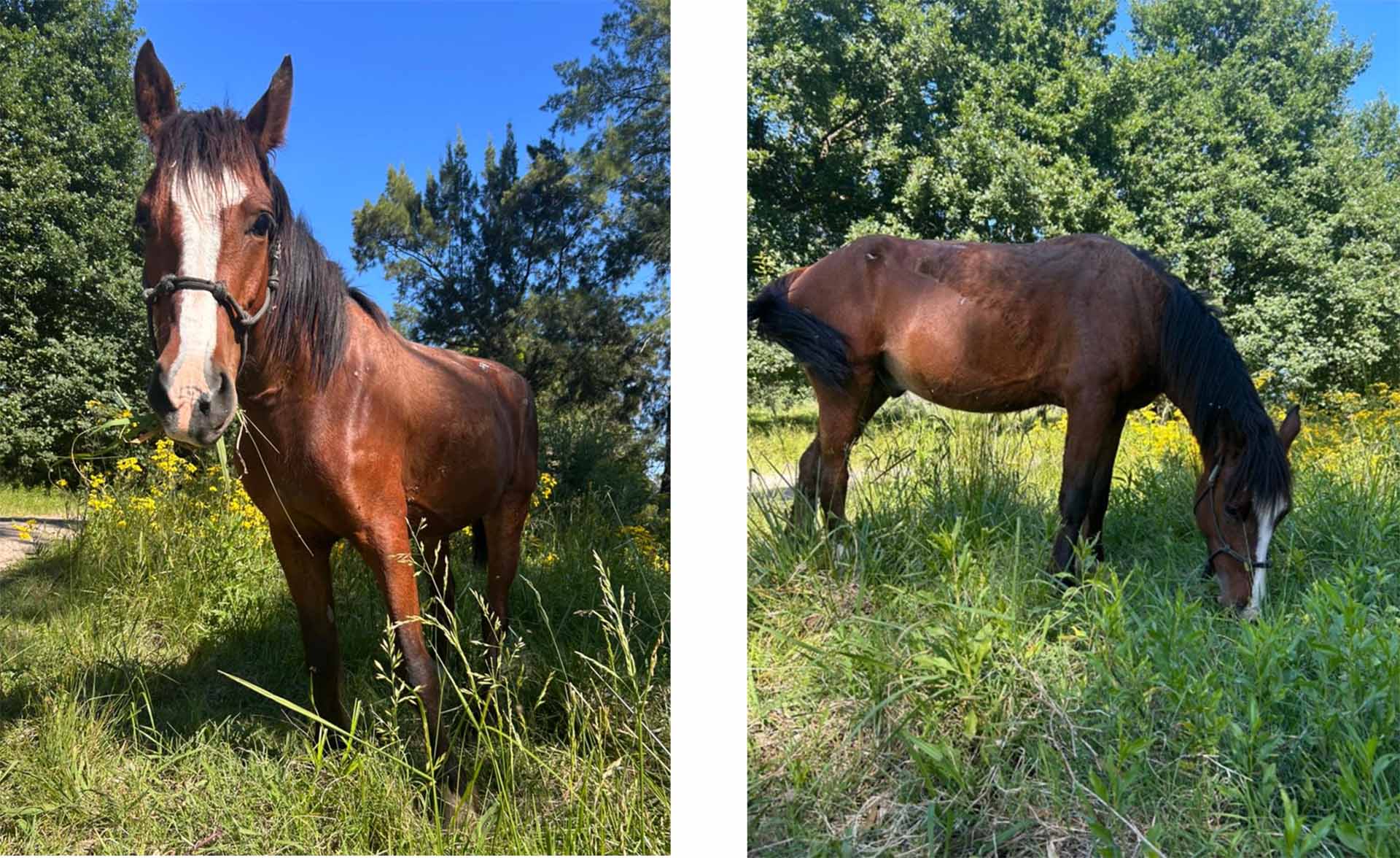 Figure 7 Sorgo fully recovered after his treatment