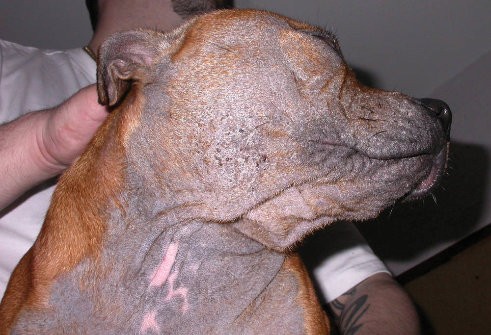 Early fashion signs of mange in dogs