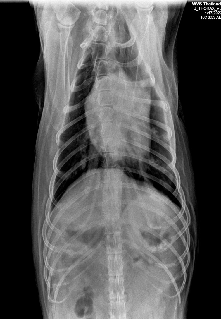 Figure 3 — A low kV image, with high radiographic contrast