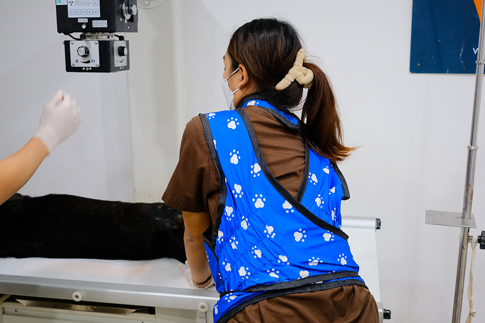 Figure 3 — A member of staff wearing a lead apron, to protect against