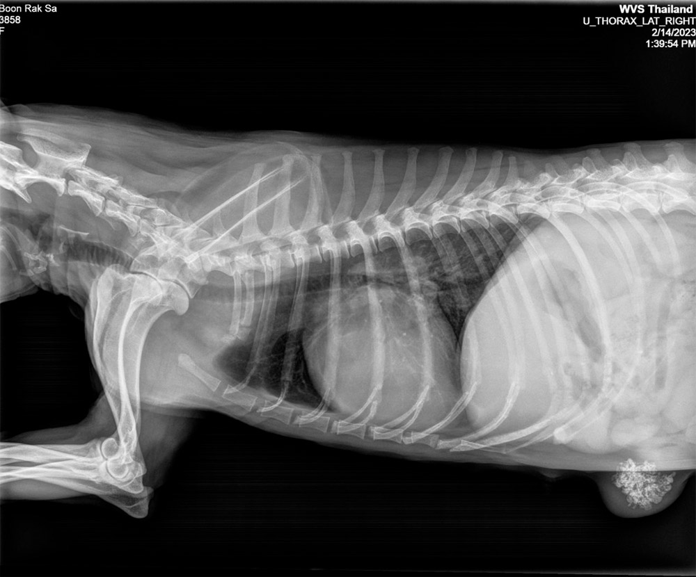 Figure 2 — A dog suffering a primary mammary mass (bottom right) with