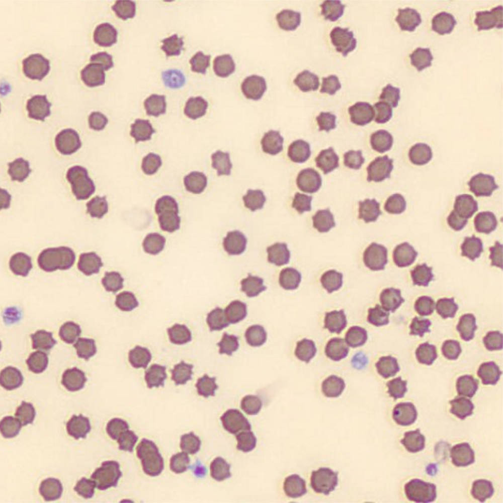 canine red cell reviews