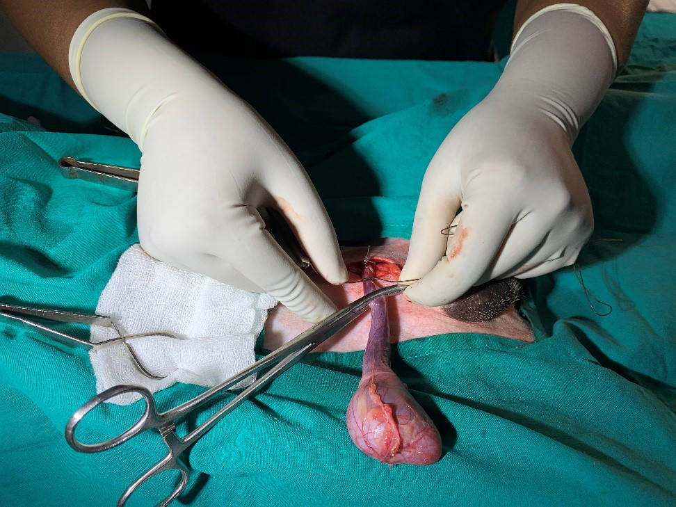 Dog cheap castration surgery