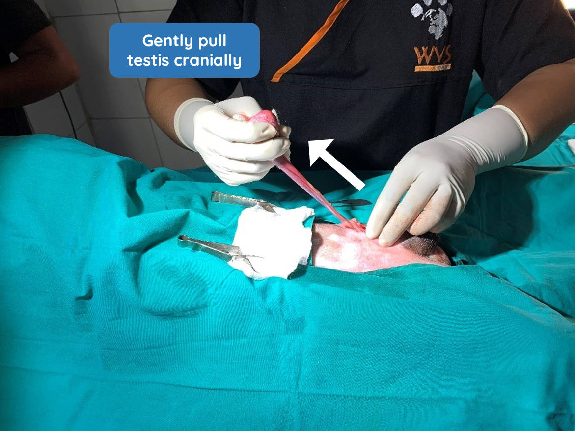 Surgical procedure  WVS Academy