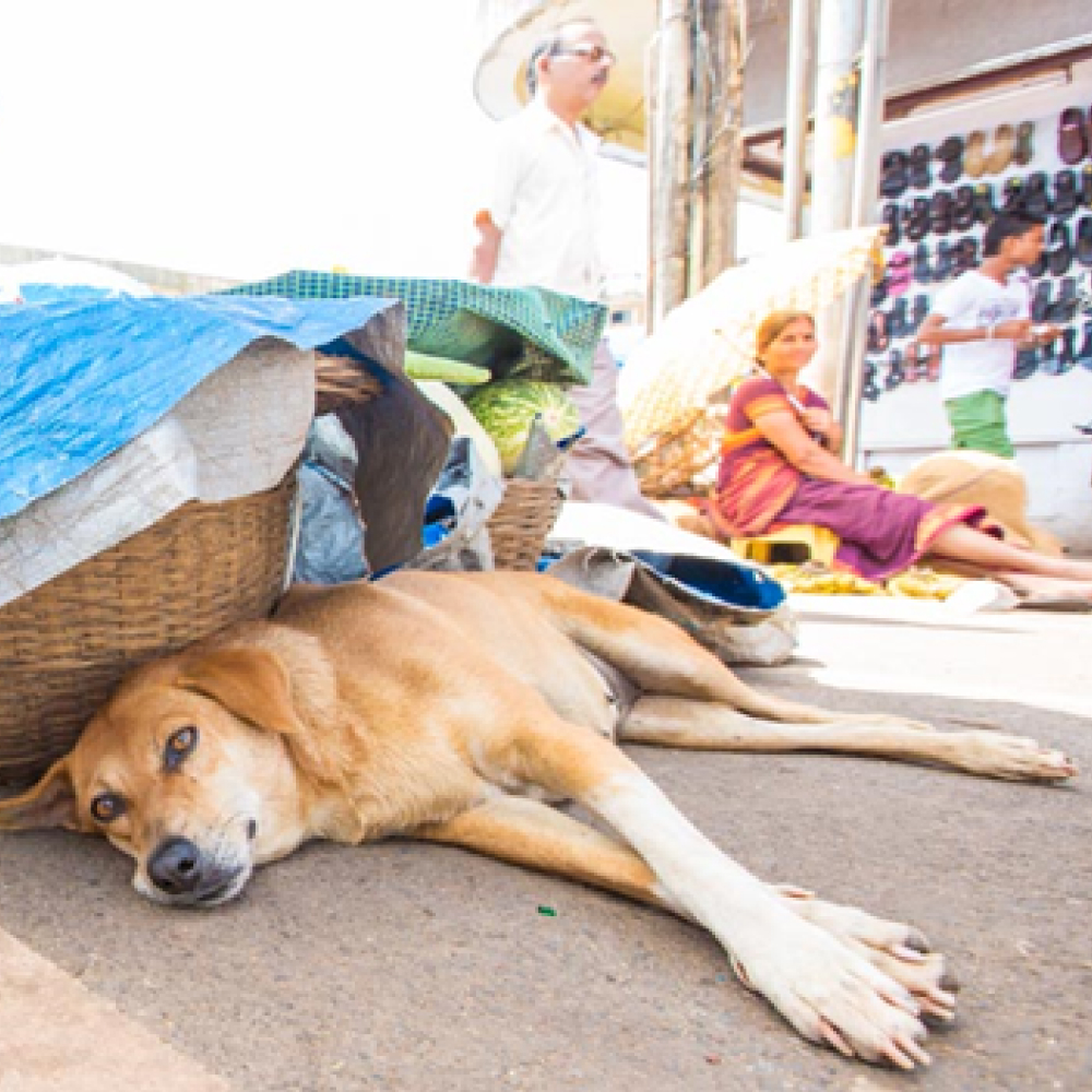 A dog lying in the street with people in the background