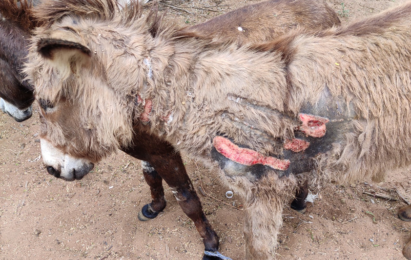 Figure 3: A donkey presenting with chronic wounds from hot branding